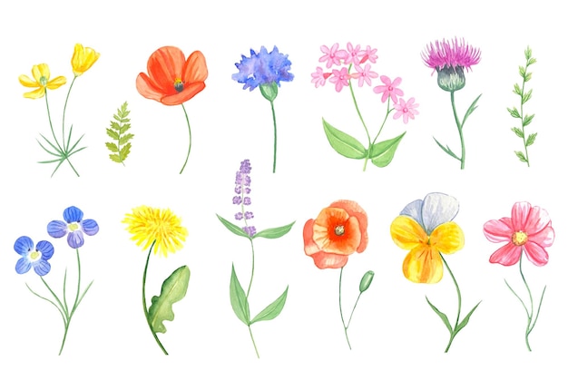 Set of wildflowers in watercolor meadow flowers