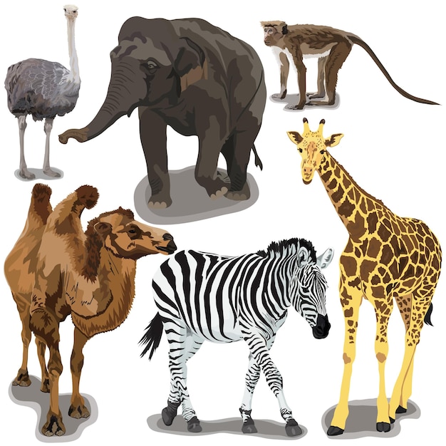 Vettore set con animali africani