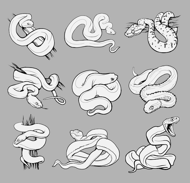 Set with beautiful different snakes. collection reptiles, snakes,viper, boa,python,cobra coloring page, hand drawn illustration. black and white. wild nature. isolated