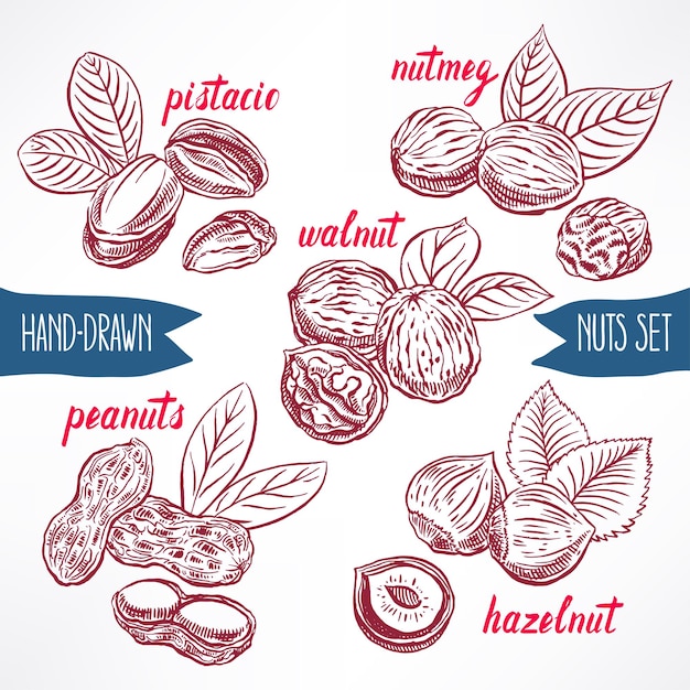 Set with a different nuts. hand-drawn illustration