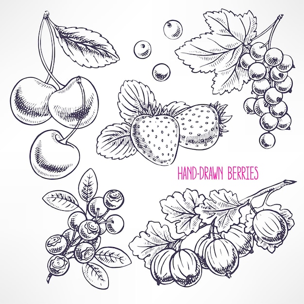 Set with different ripe berries and leaves. hand-drawn illustration