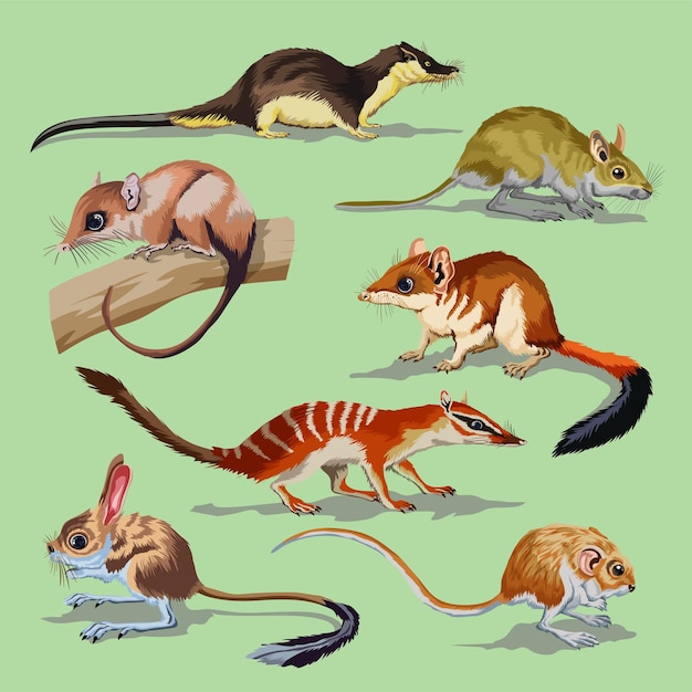 Set con diversi roditori, collezione di animali. opossum, jerboa, topo campestre, ratto, saltatore, lontra.