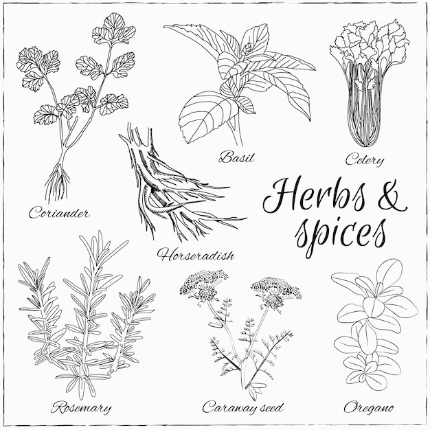 Vector set with herbs and spices.