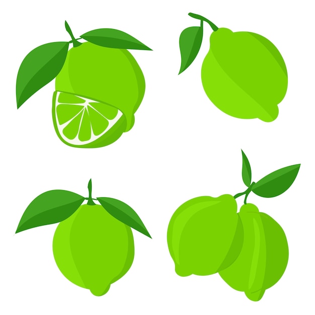 Set with limesCutting citrus fruits into slices slices circlesRipe fresh limes on a tree branch