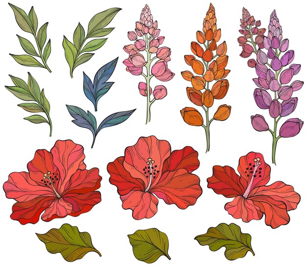 Vector set with lupins hibiscus and leaves