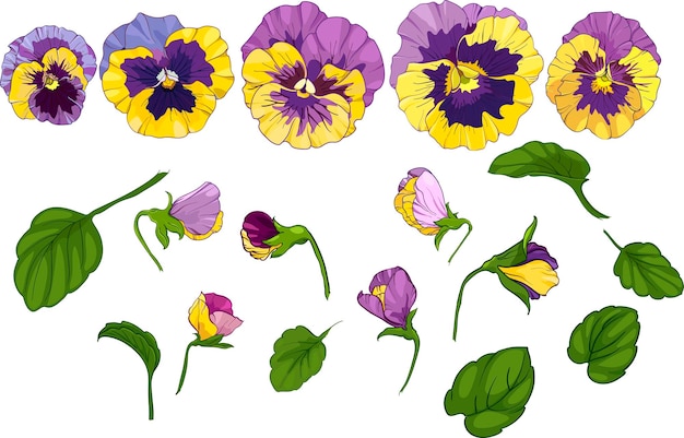 Vector set with pansy flowers flower viola