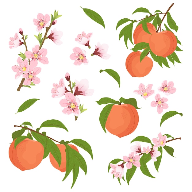 Vector set with peach blossom and peaches on a branch summer harvest