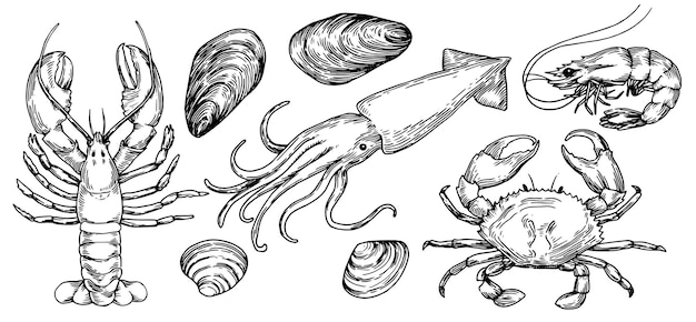 海の動物のイラストで描かれたスケッチスタイルのロブスター カニ カタツムリ カニ 海貝 ヴィンタグ