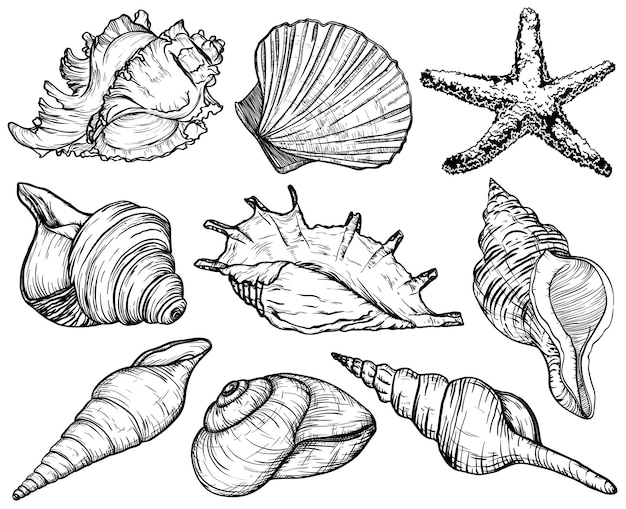 Vector set with seashells and starfish sea mollusk collection