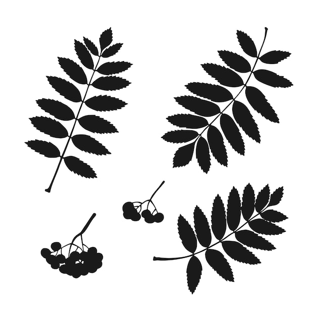 ベクトル シルエット ナナカマドの葉をセットします手描きの秋のベクトル図