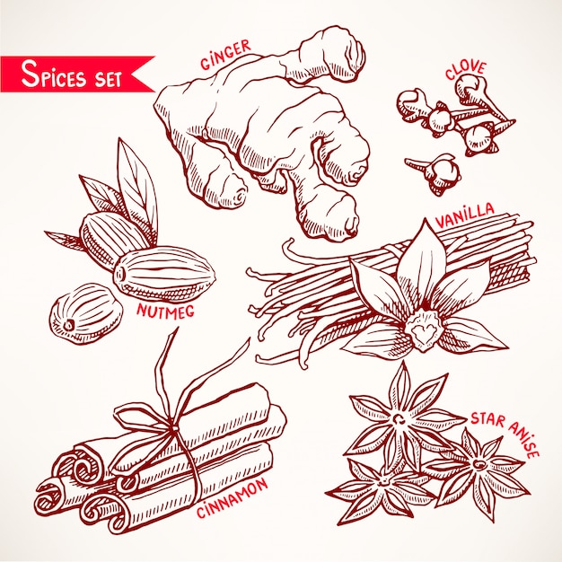 Set with various spices. star anise, ginger and nutmeg. hand-drawn illustration