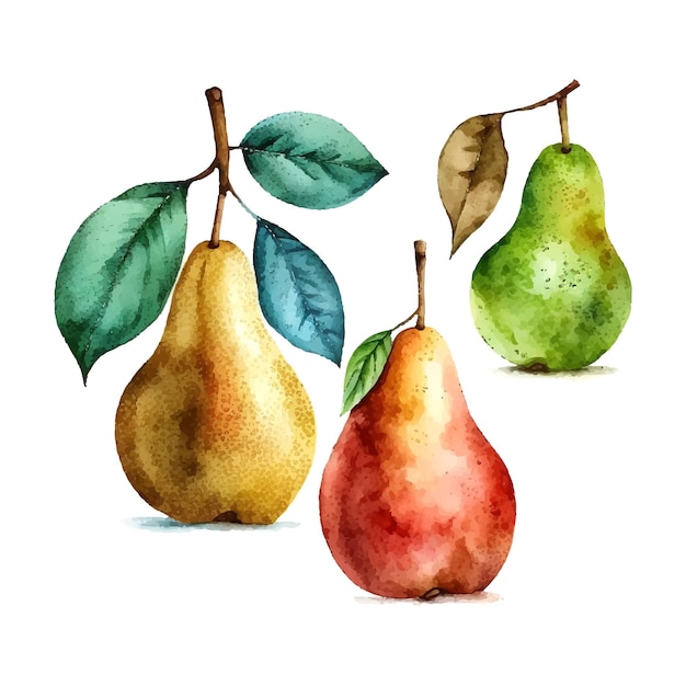 Set with watercolor pears Vector hand drawn painted