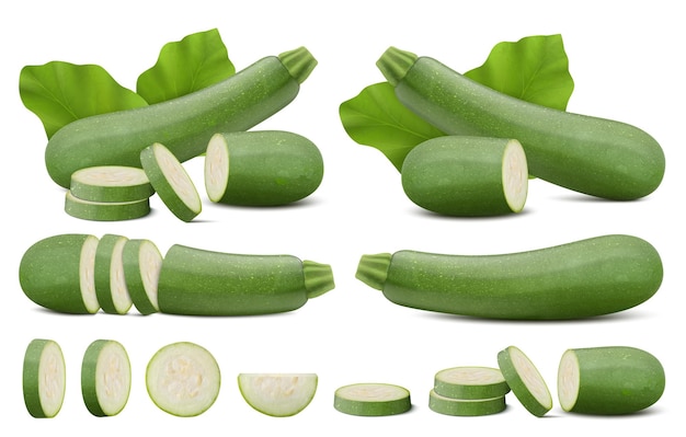Set with whole half quarter slices of marrow squash or vegetable marrow courgette or marrow summer squash cucurbita pepo fruits and vegetables vector illustration isolated on white background