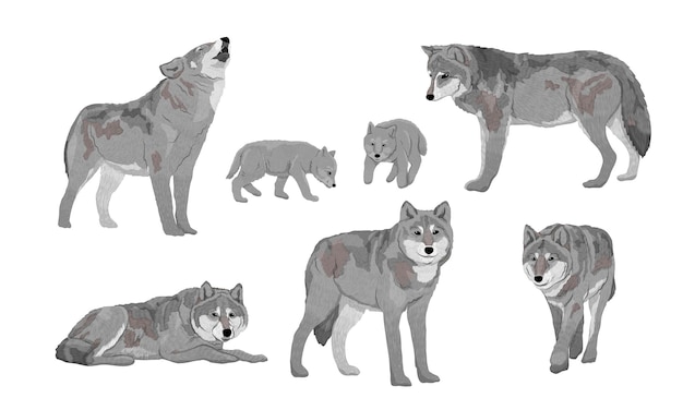 Vector set of wolves canis lupus males females and puppies of an ordinary wolf realistic vector animal