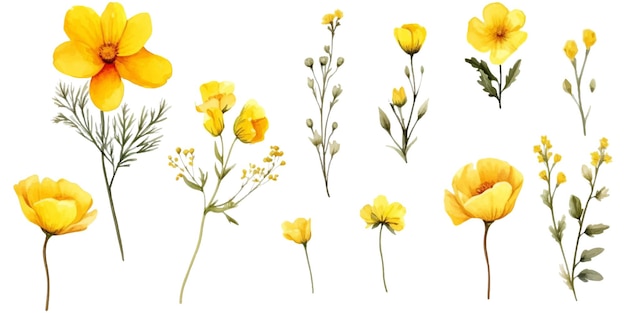 Set of yellow flowers on white background