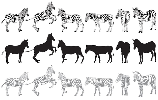 Set di zebra su un bianco