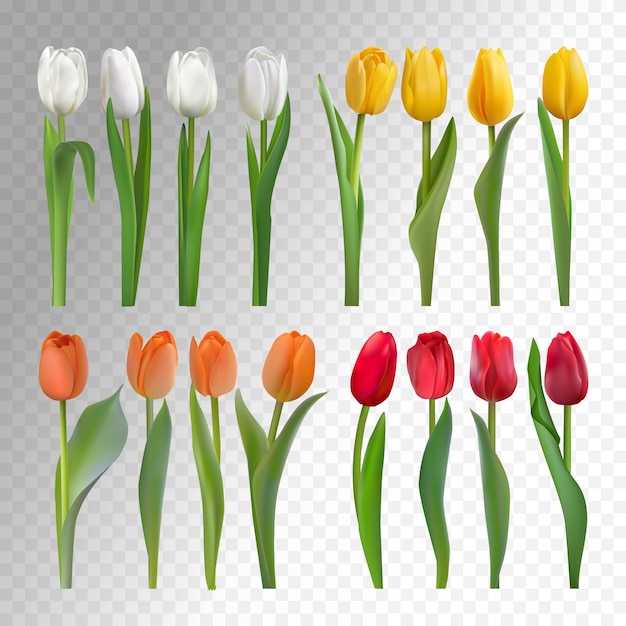 Setjes van vier witte, gele, oranje, rode tulpen op een transparante achtergrond.