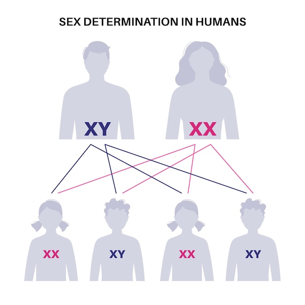 Vector sex determination in humans male and female sperm and eggs x and y chromosomes infographic vector