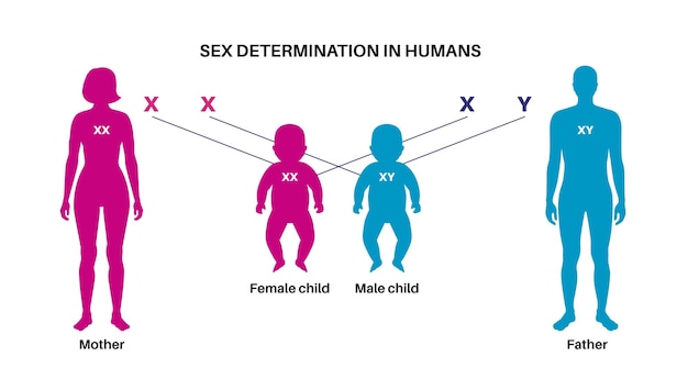 Vector sex determination in humans male and female sperm and eggs x and y chromosomes infographic vector