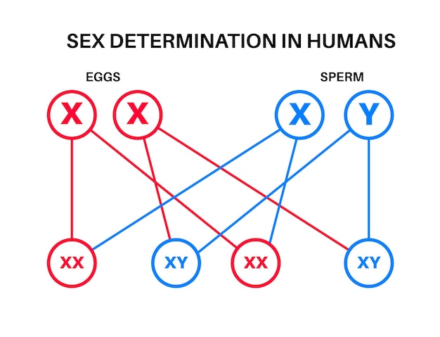 Vector sex determination in humans male and female sperm and eggs x and y chromosomes infographic vector