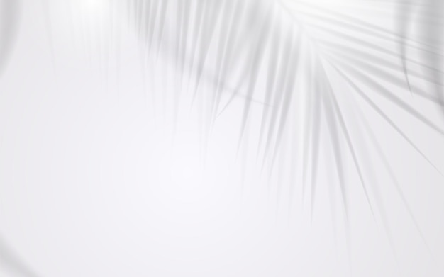 Shadow of coconut leaf on white background. vector illustration