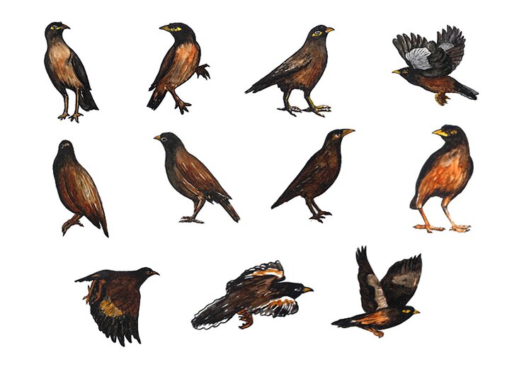 Vector shalik birds watercolor illustration