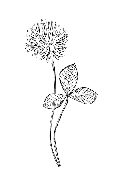 Illustrazione disegnata a mano di shamrock schizzo vettoriale botanico doodle fiore fiore grafico piante inchiostro