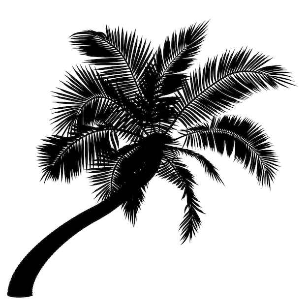 Shape of bent coconut palm tree Vector illustration of leaning palm tree Image of tropical palm