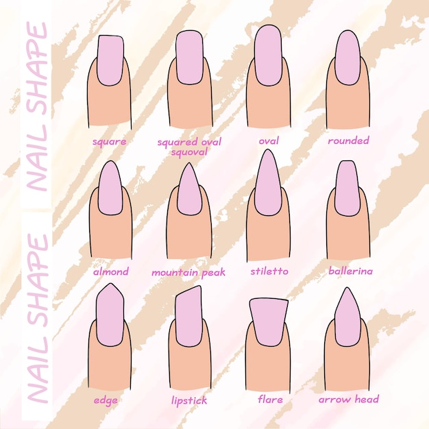 Vector the shape of the nail plate and their name round oval and other designs manicure