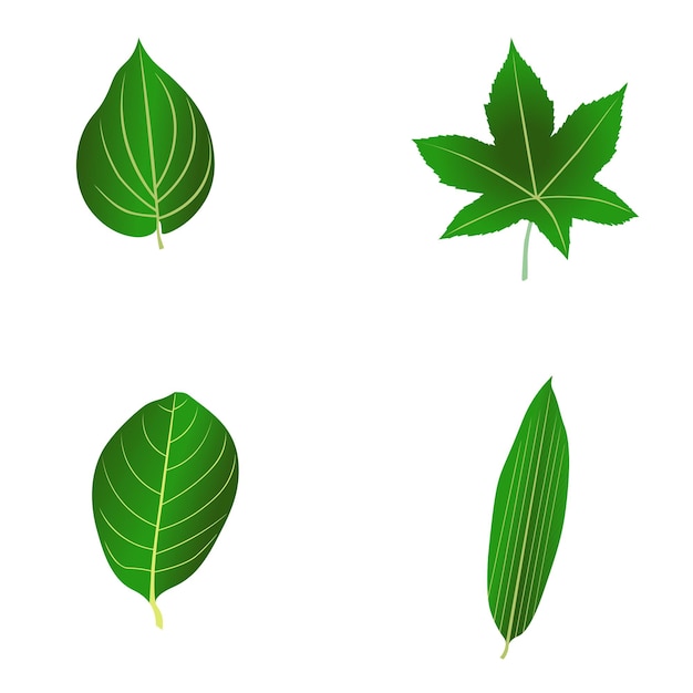 Vector shape of plant leaves