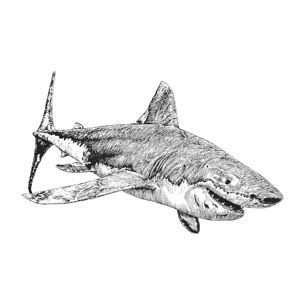 ベクトル ⁇ 刻スタイルの動物のヴィンテージイラストでベクトルで手で描かれたサメのスケッチ