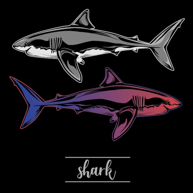 shark illustration