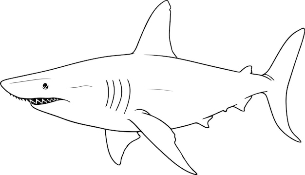 Vector shark vector illustration sea animal coloring book or page for children