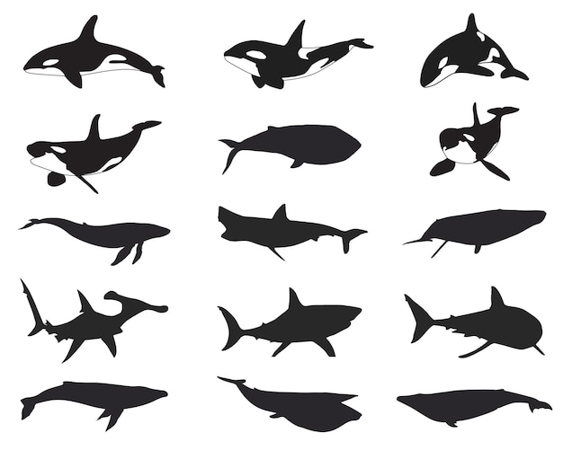 Силуэт акулы и кита