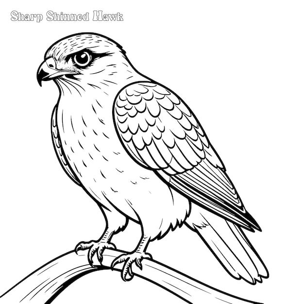 Vector sharp shinned hawk hand drawn coloring page and outline vector design