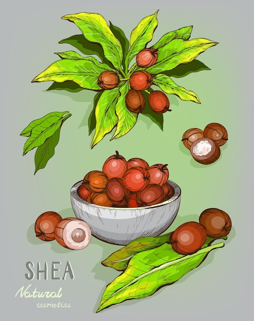 Ши орехи растение ягоды фрукты