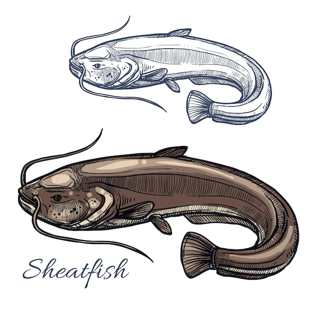 음식 디자인을 위한 Sheatfish 또는 메기 스케치