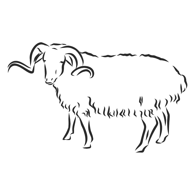 Овцеводство. векторный рисунок на белом фоне