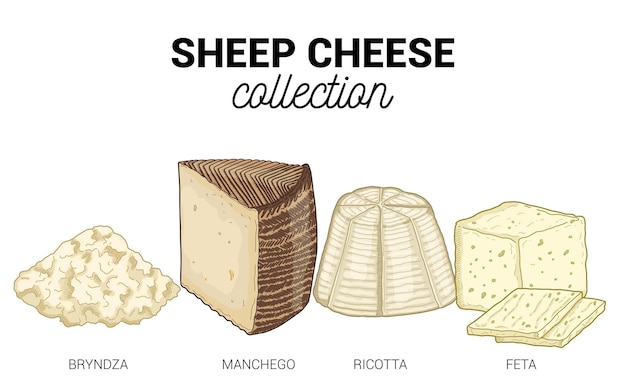 Vector sheep cheese types collection colorful hand drawn illustration set