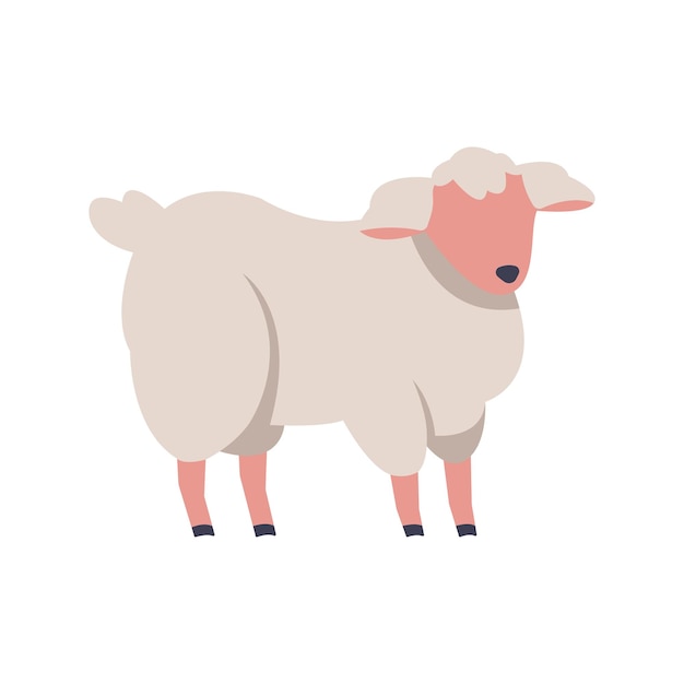 Sheep illustrazione