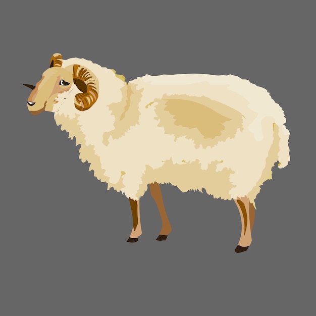 Sheep isolated vector illustration