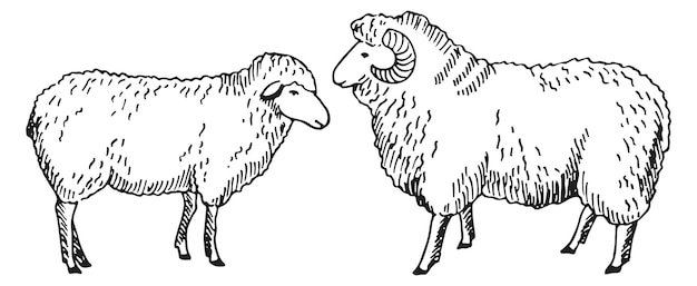 Sheep sketch Farm animals drawing Livestock icon