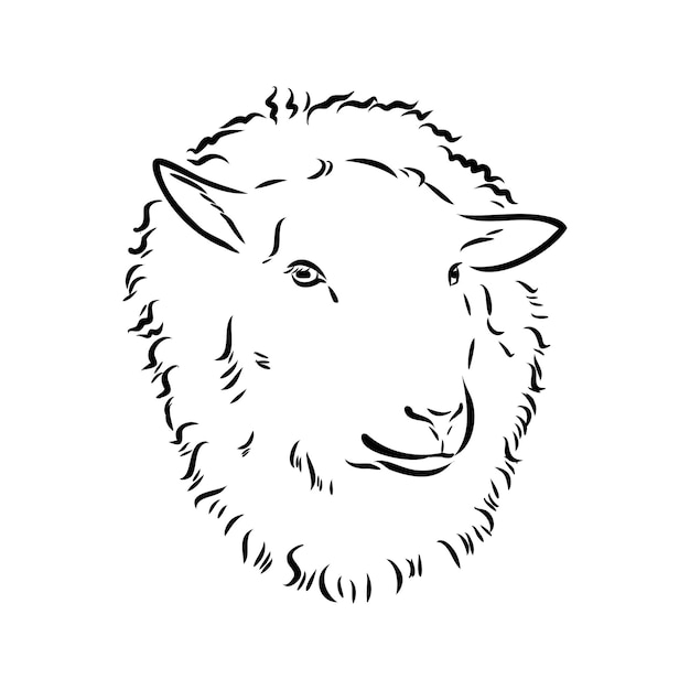 Illustrazione disegnata a mano di stile di schizzo delle pecore del bellissimo animale in bianco e nero