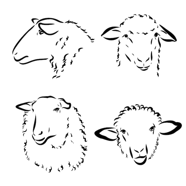 Vector sheep in sketch style vector illustration drawn by hand farm animals livestock