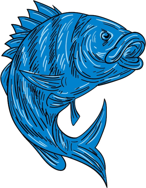 Vector sheepshead fish drawing