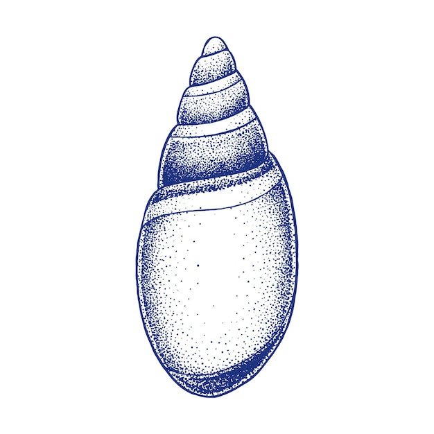 Shell or Conch Hand Drawn Illustration