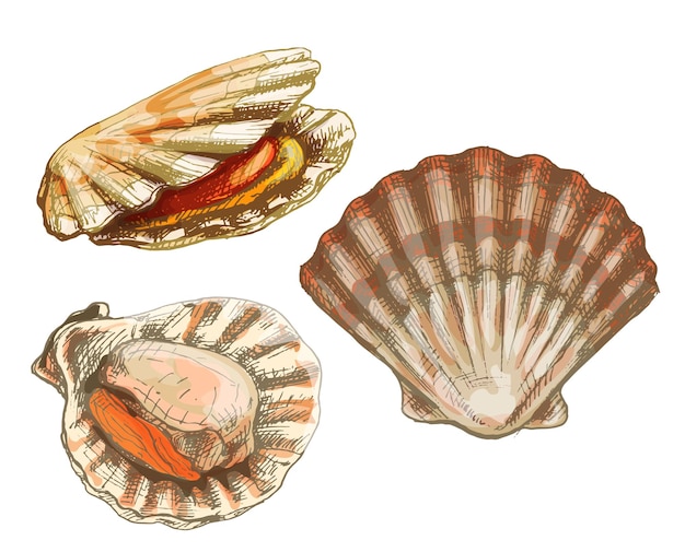 Vector shell scallop in different angles vintage hatching color illustration isolated on white background