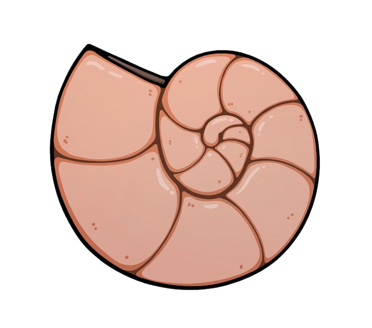 Vector shell snail house beach shell cartoon linear