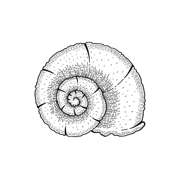 Shell vector seashell schets illustratie zee strand vintage pictogram inkt hand getrokken zee shell art