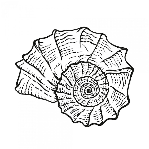 Vettore illustrazione disegnata a mano dell'annata di shell